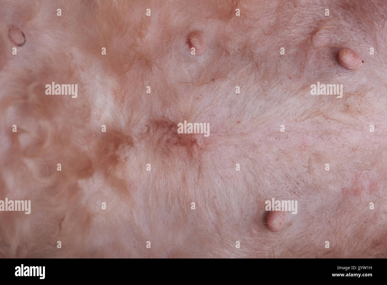 Hund Haut mit Allergie-Hintergrund. Rosa Haut des Tieres Stockfoto