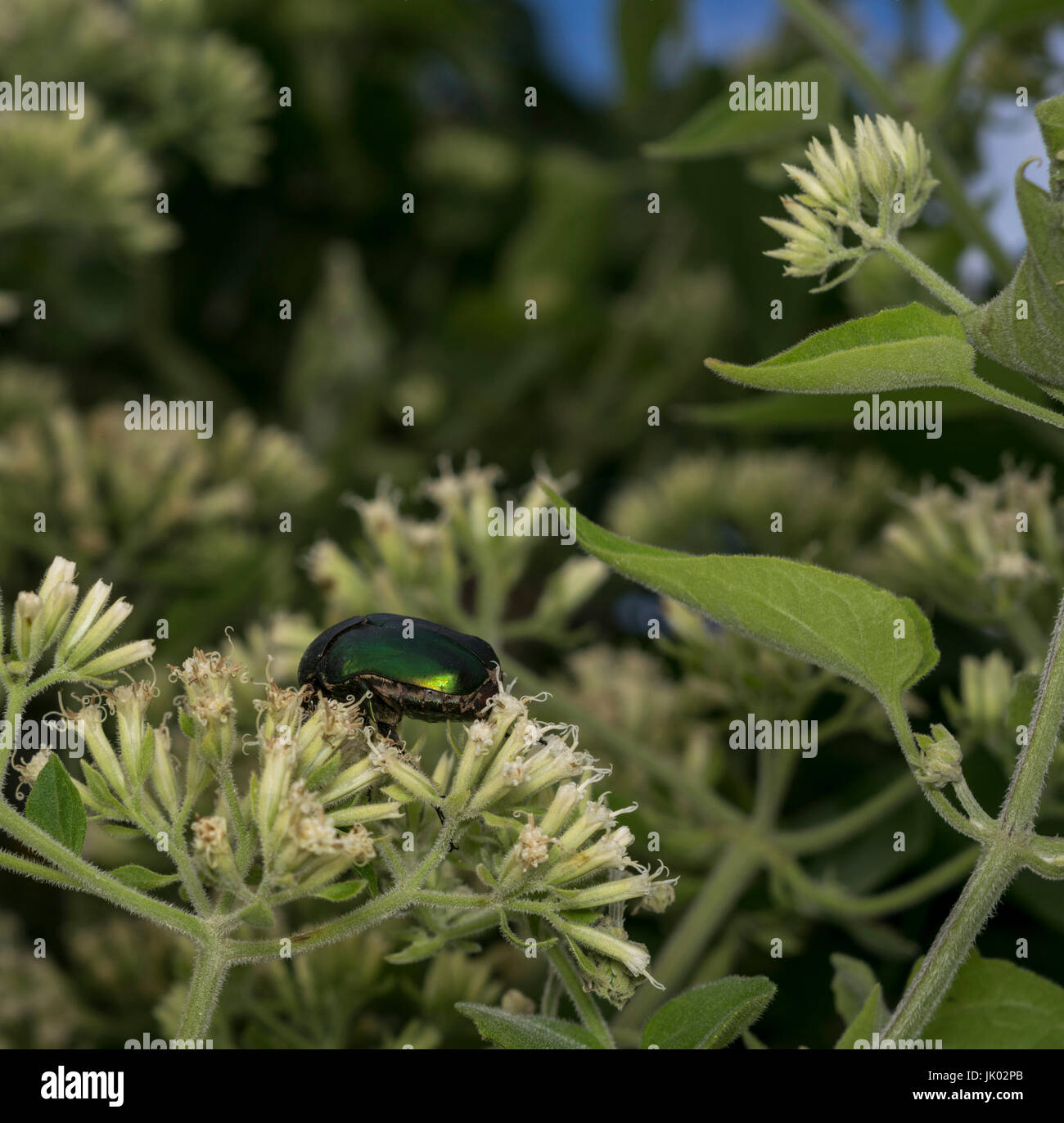 Metallische grüner Käfer in freier Wildbahn Stockfoto