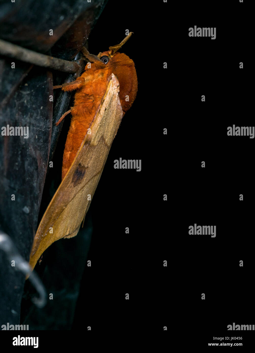 Erwachsenen orange Malacosoma Motte in der Nacht Stockfoto