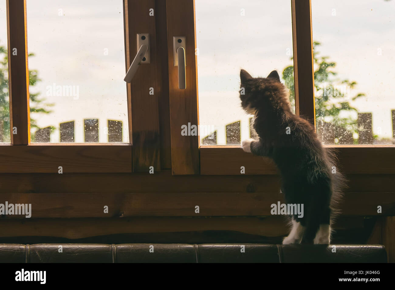 Kleine flauschige Katze schaut aus dem Fenster Stockfoto