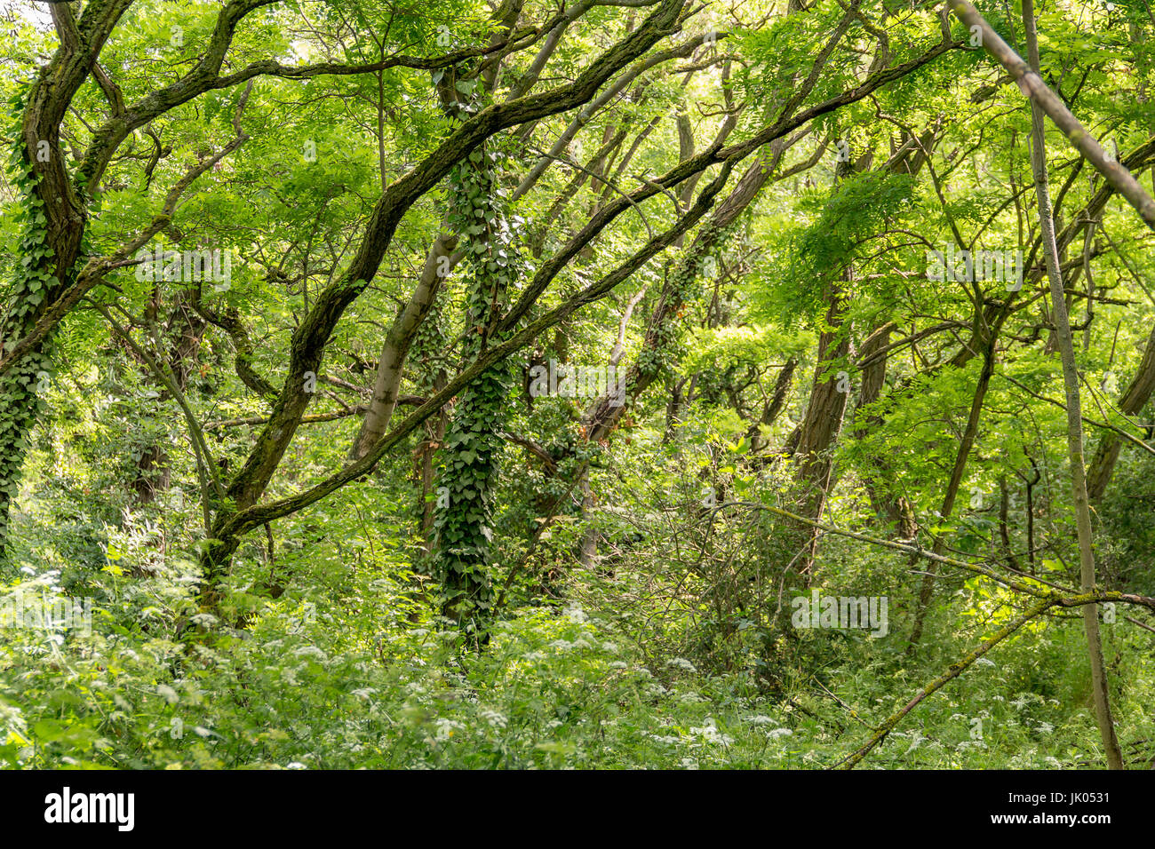 dichten Wald Detail verstrickt im Frühjahr Stockfoto