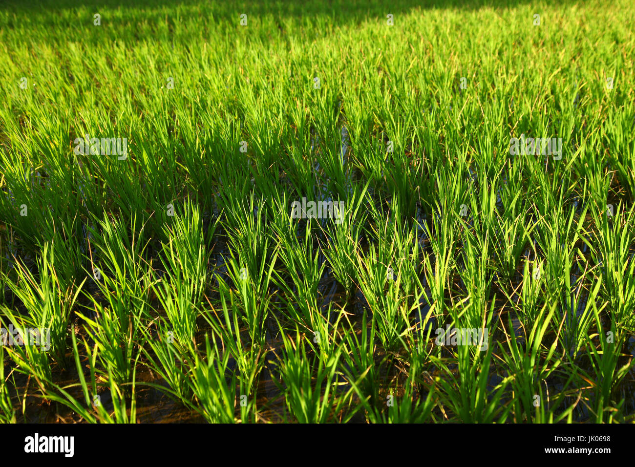 Reisfeld in indischen Dörfern Maharashtra Stockfoto