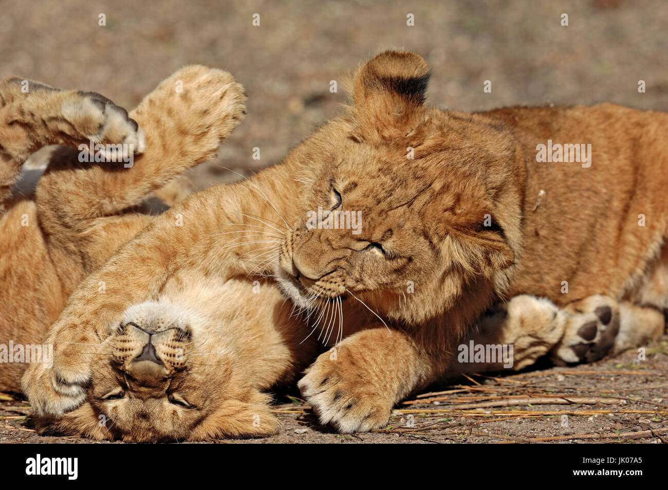 Afrikanische Löwen, Cubs / Afrikanische Löwen (Panthera Leo), Jungtiere / (Panthera Leo) / Afrikanischer Löwe Stockfoto
