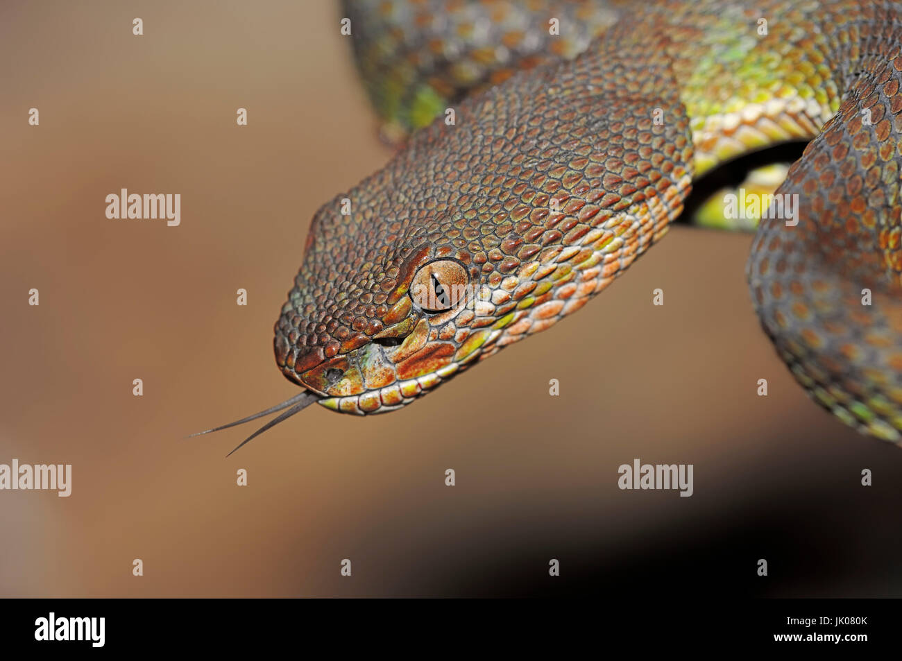 Bambus-Viper, seine Zunge Flackern / (Trimeresurus Gramineus) / gemeinsame Bambus Viper, Bambus-Grubenotter, gemeinsame indischen Grubenotter, Indian Green Tree Vip Stockfoto