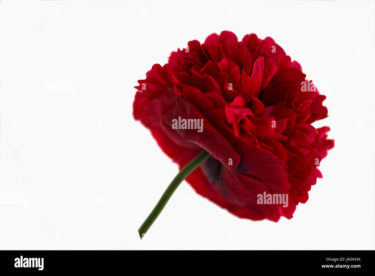 Schließen Sie eine Pfingstrose Blumen Doppel Mohn - ideal für Wandkunst und Interior Design zu studieren. Stockfoto
