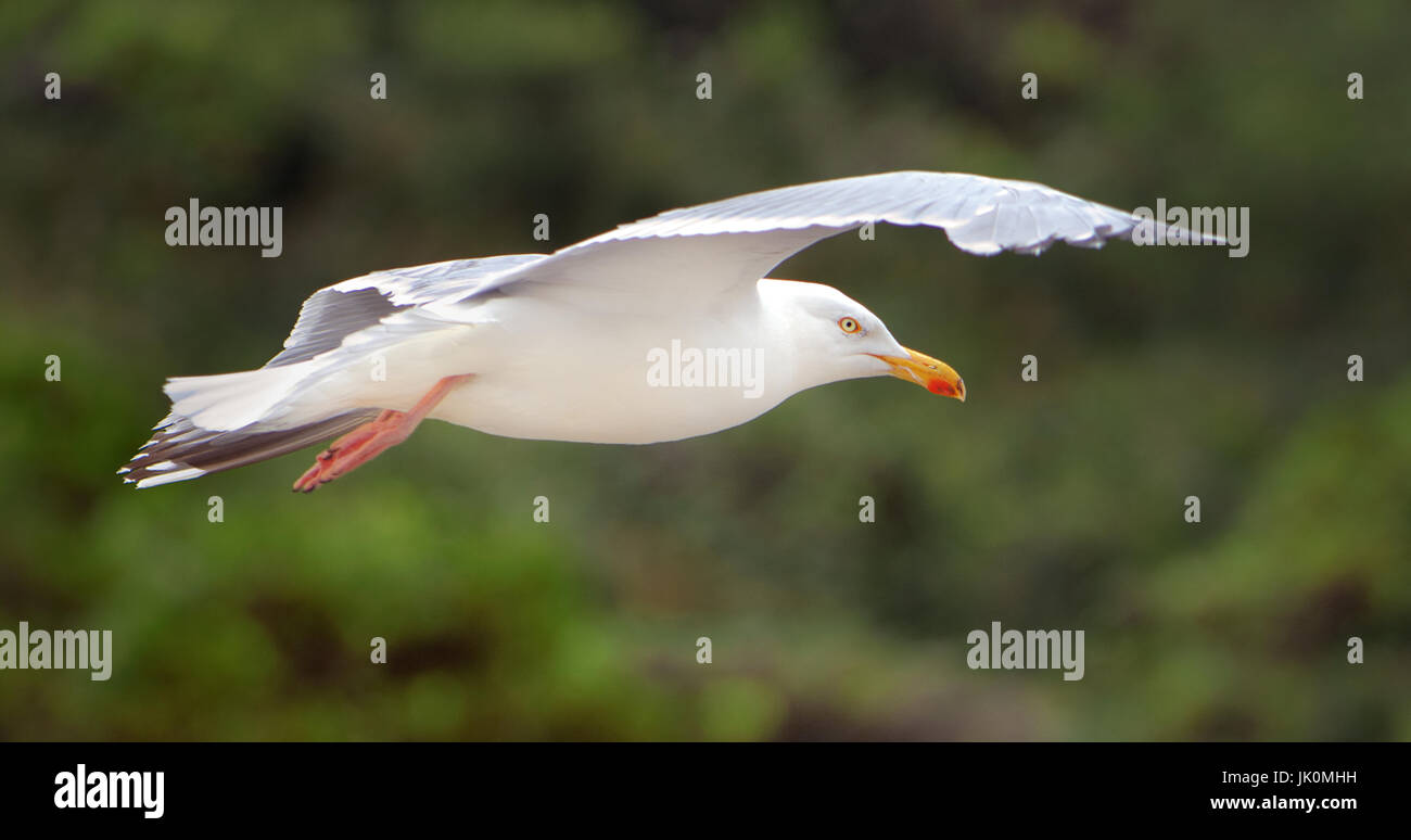 Möwe, gleiten über den Hafen von Port Isaac, Cornwall, UK Stockfoto