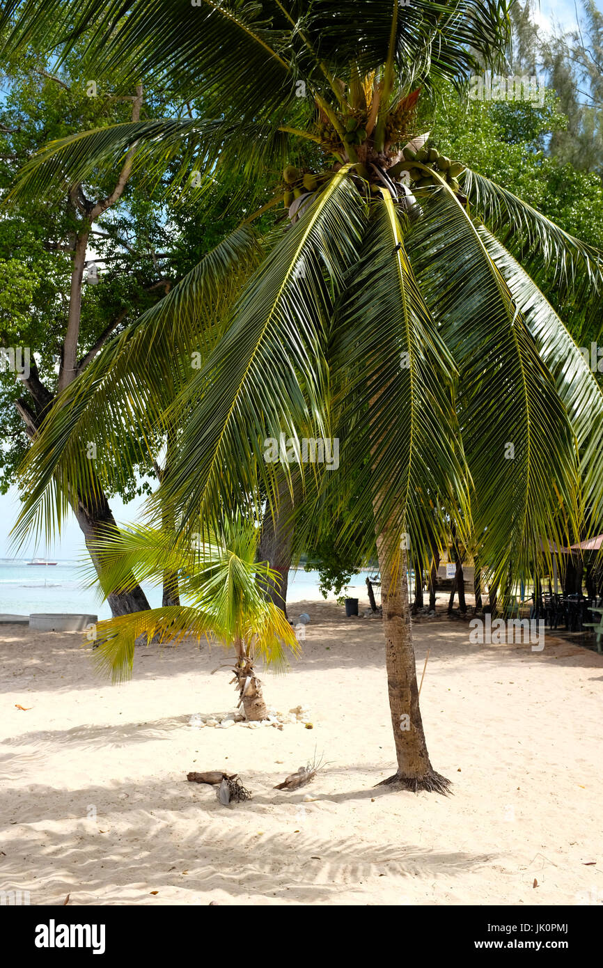 Strand und Küste, Holetown, Barbados, West Indies Stockfoto