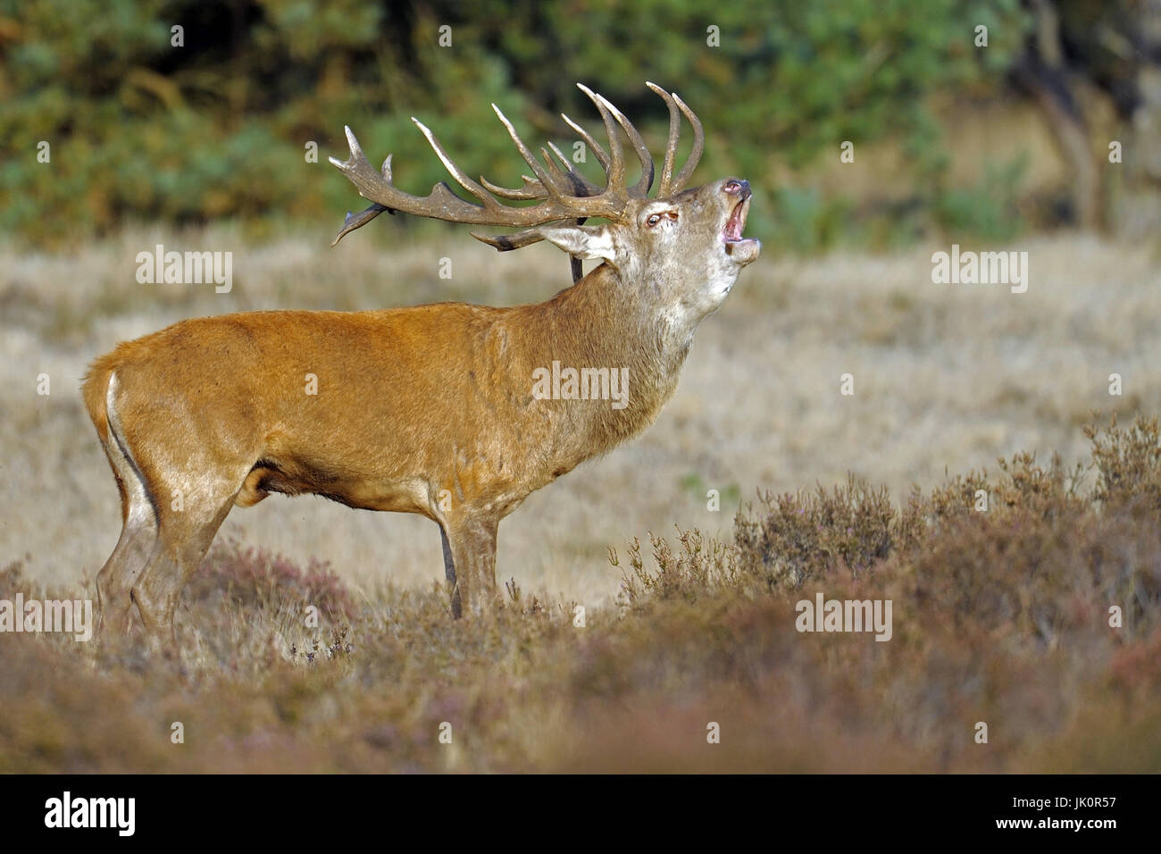 Nationalpark Hoge Veluwe, monetäre Land, den Niederlanden, rut des Rotwildes Cervus Elaphus, Nationalpark Hoge Veluwe, Gelderland, Niederlande, B Stockfoto