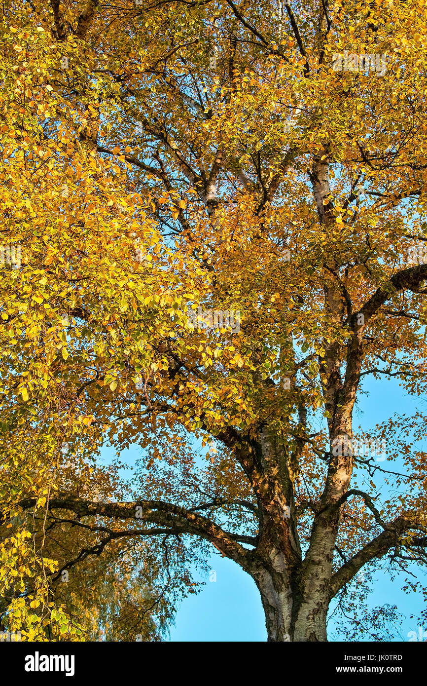 Golden braun grünen Birken im Herbst Goldgelb Belaubte Birke Im herbst Stockfoto
