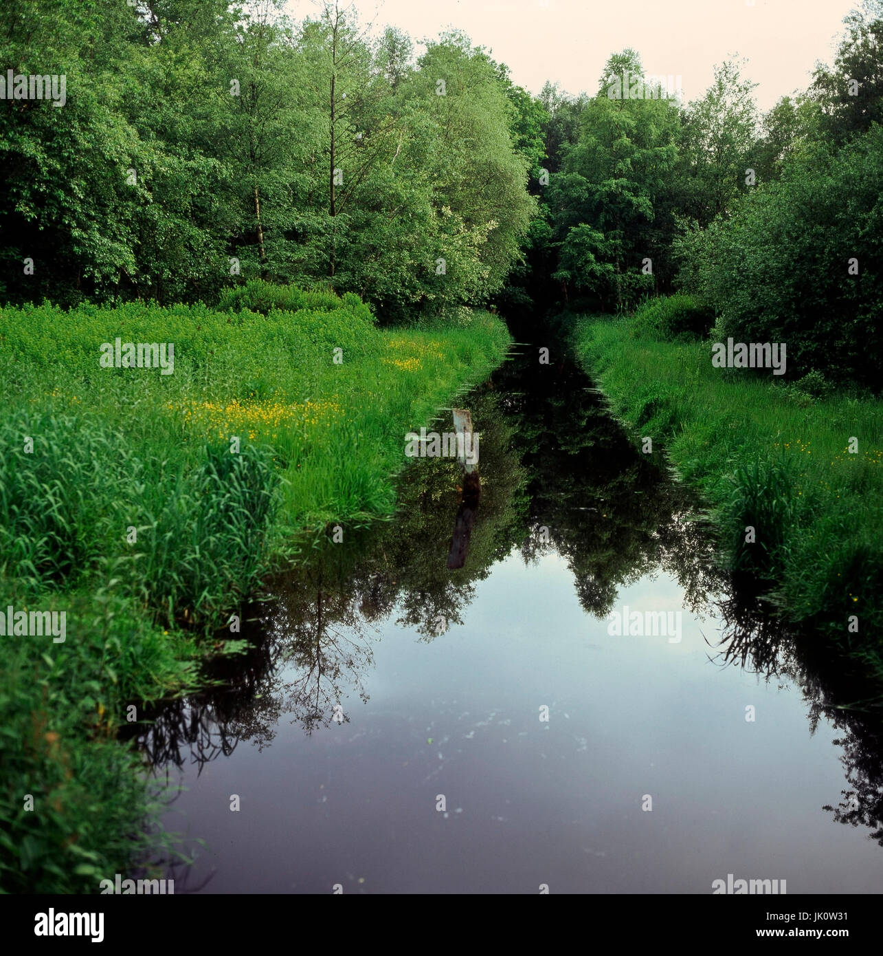 Wachstum der Bank in Moorgraben im Frühjahr. Pflanzen und Bäume im Sprung neben einen Graben in das Moorland. Uferbewuchs bin Moorgraben Im Fruehling. Pflanzen ein Stockfoto