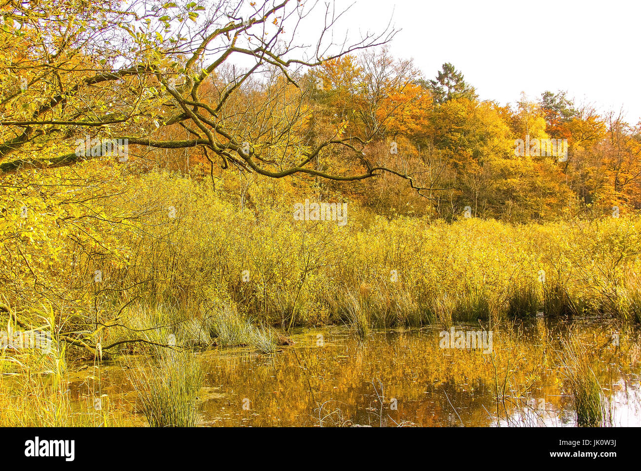 Bank-Bereich von einem Waldteich in der Mitte eine Pause Holz im Herbst gefärbten Uferbereich Eines Waldweihers Inmitten Eines Bruchwaldes in herbstfarben Stockfoto