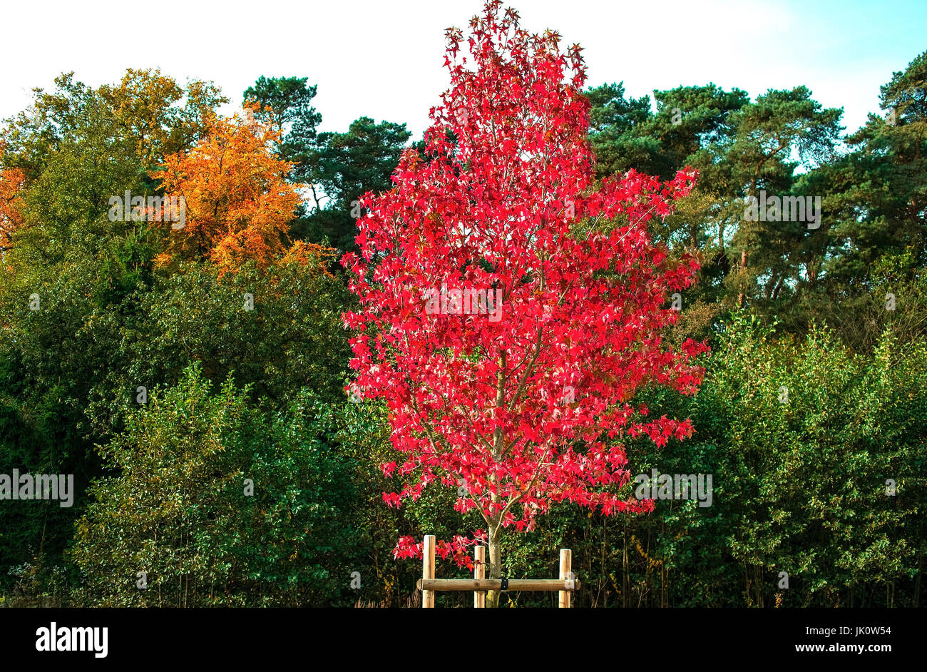 Strahlend rot-Ahorn-Hybrid vor grünen Rand des Waldes mit kontrastierenden golden braun Kupfer Buche in die grelle Herbstsonne, Leuchtend Roter ahornhyb Stockfoto