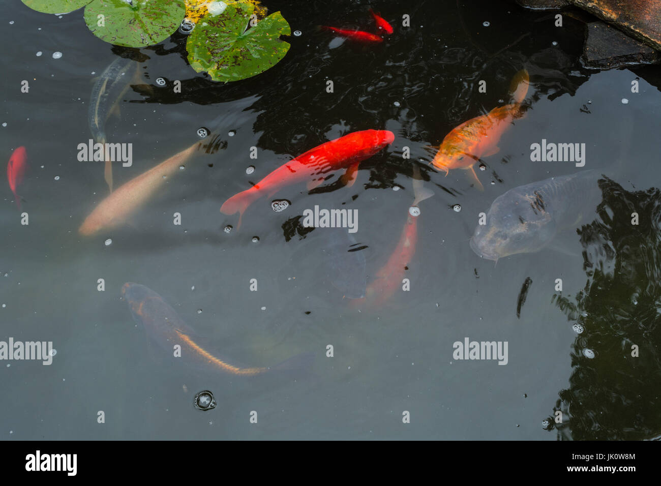Bunte schöne Karpfen, KoiKarpfen in einem natürlichen Teich
