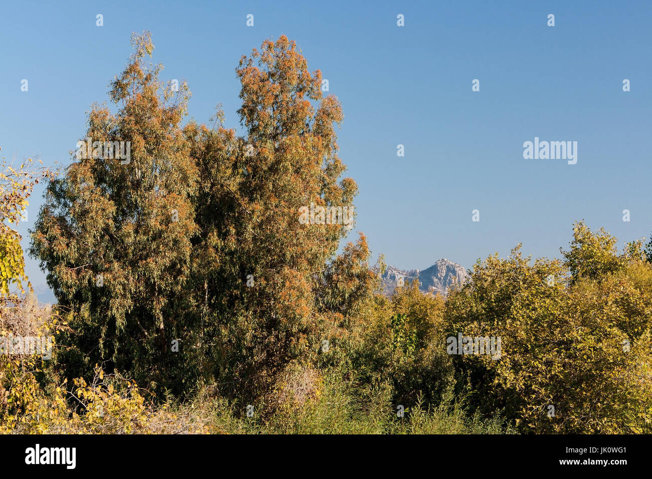 stattliche ein Gräben Eukalyptus Camaldulensis, einem roten Eukalyptus, um die Entwässerung in der Türkei, vor der Kulisse des westlichen Tau eingebürgert wurde Stockfoto