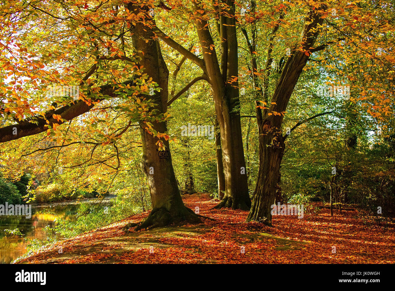 Laub-Teppich unter Copper Beeches in Herbst, Laubteppich Unter Rotbuchen Im herbst Stockfoto