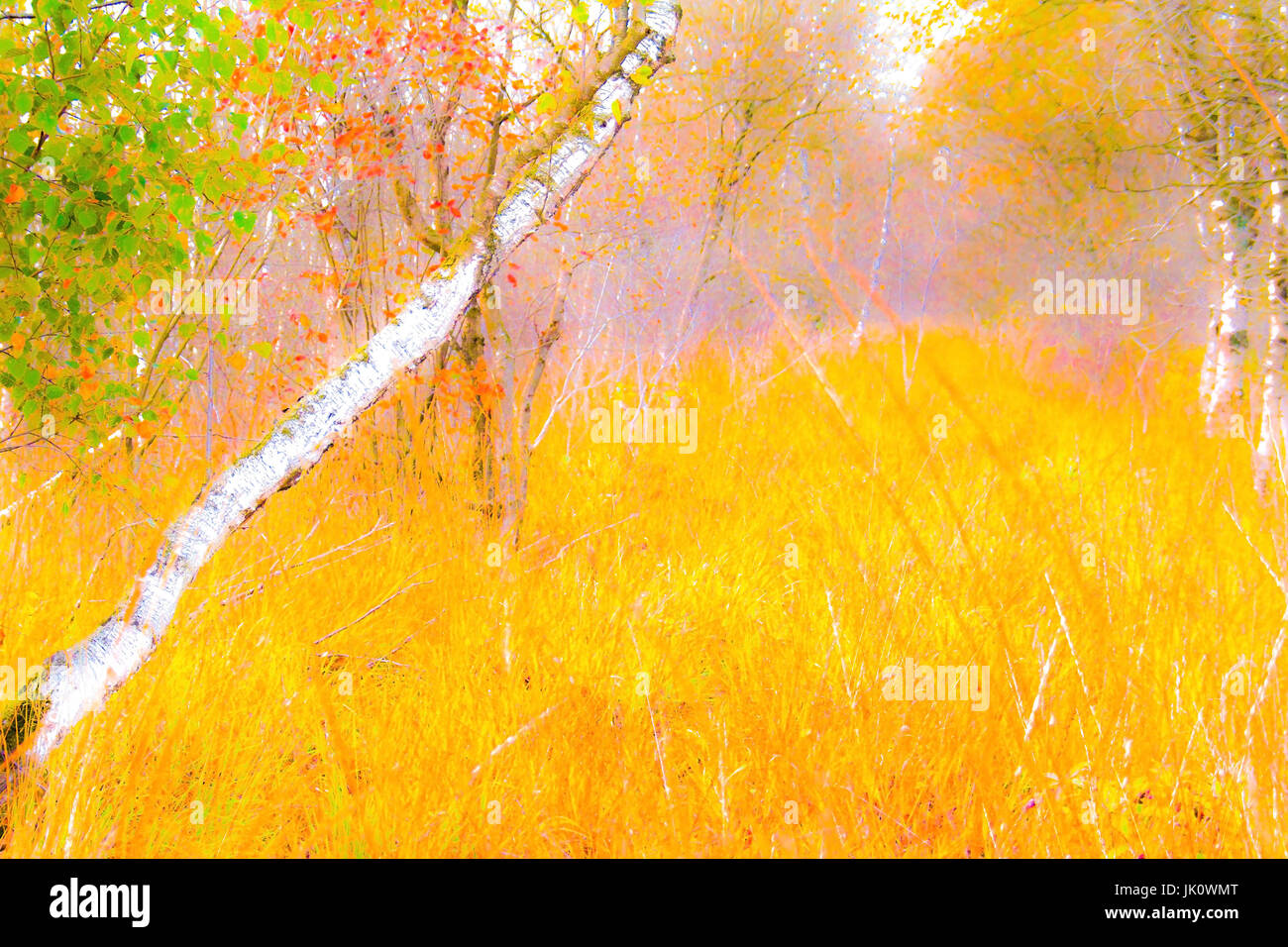 impressionistischer Farbigkeit eine herbstliche Birkenwald im Moor, Impressionistische Farbigkeit Eines Herbstlichen Birkenwaldes Im moor Stockfoto