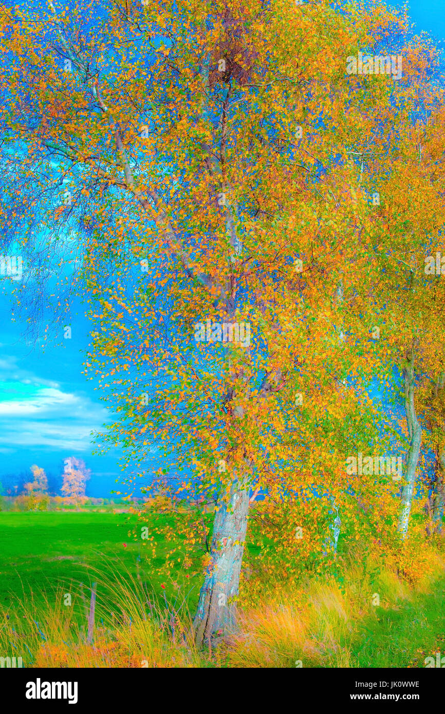 Birken im Herbst Laub am Rand der Wiese, macht nicht vertraut, Birken Im Herbstlaub am Wiesenrain, verfremdet Stockfoto