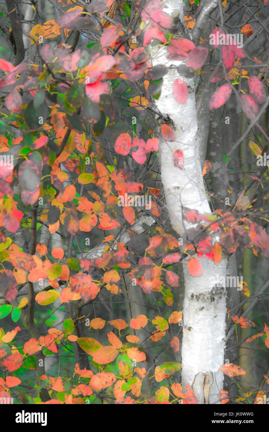 die letzten roten und grünen Blätter vor weiße Birke Baumstamm erzählen die entgegenkommenden Spätherbst, Letzte Rote Und Gruene Blaetter Vor Weissem Birkenstamm kuenden Stockfoto