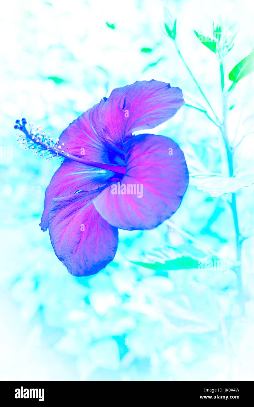 "Hibiscusbluete; Farbe macht nicht vertraut ", Hibiscusbluete; Farblich verfremdet Stockfoto