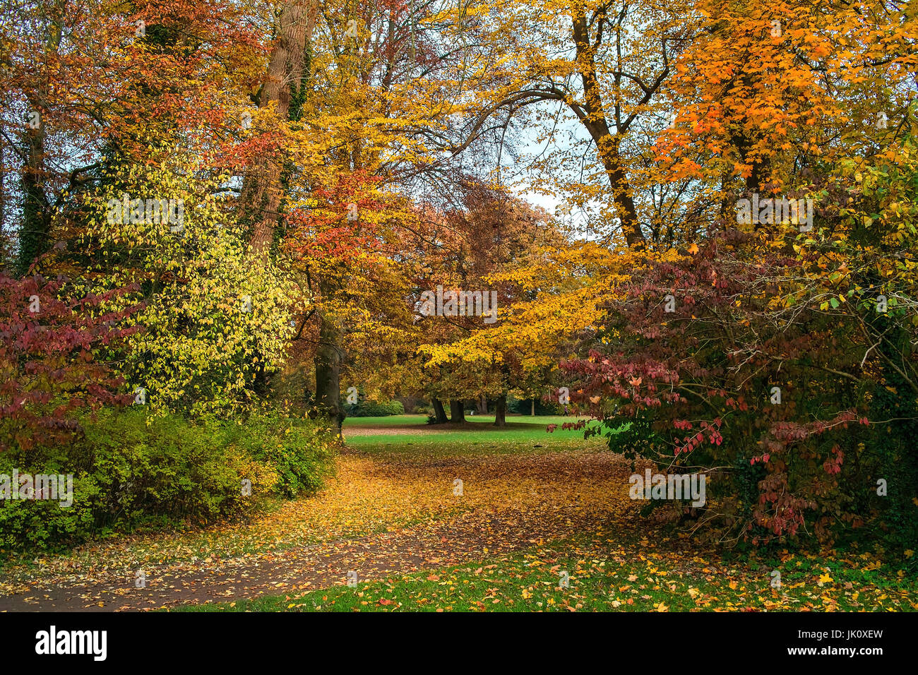 sehr unterschiedlich gefärbte Herbstlaub hinten oben und Sträucher im Park zeigt nach einer kalten Nacht im Herbst eine schnell vorübergehende Pracht, krassen unterschi Stockfoto