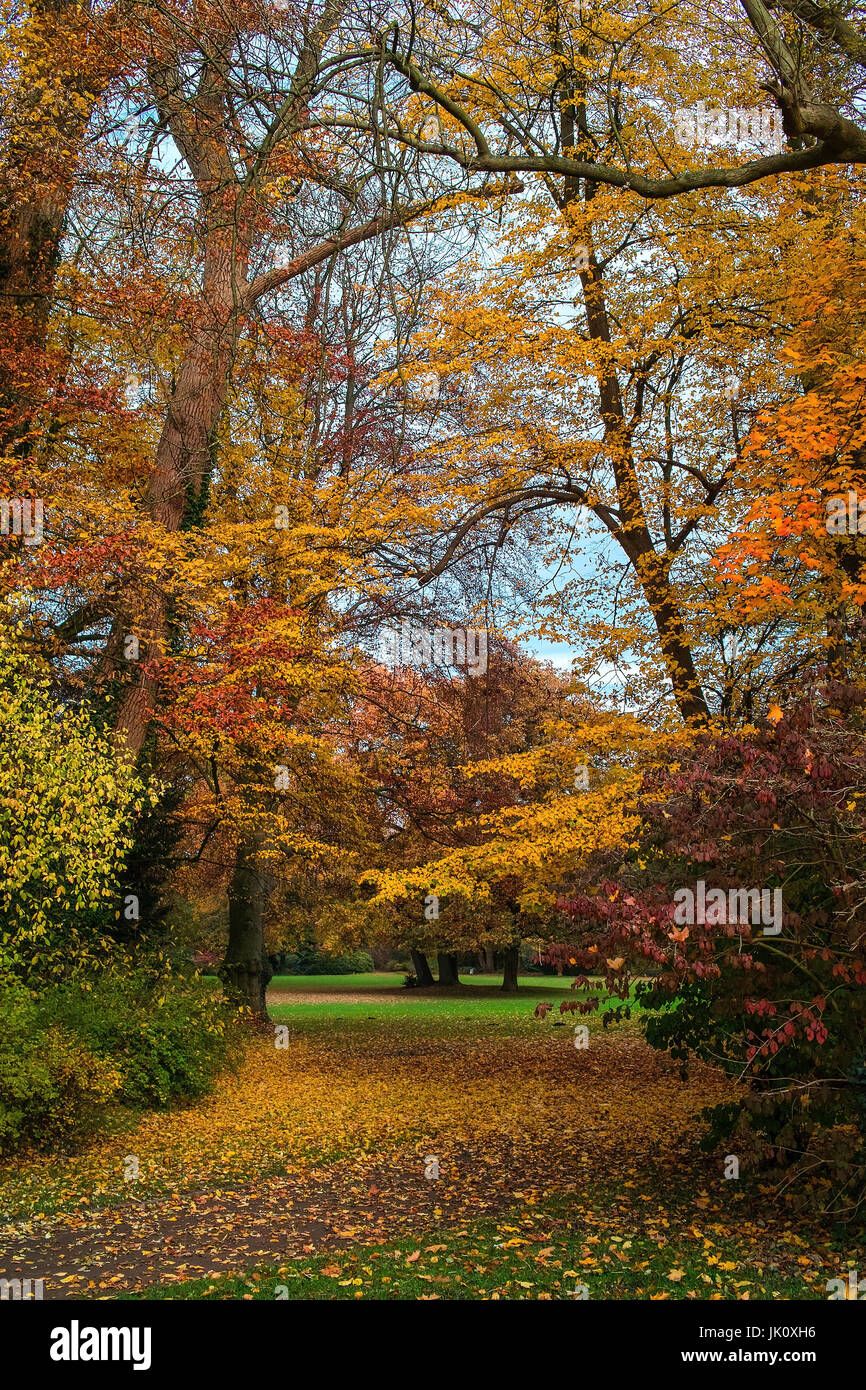 hinten Sie oben mit sehr unterschiedlich gefärbte Herbstlaub, Baeume Mit stark Unterschiedlich Gefaerbtem herbstlaub Stockfoto