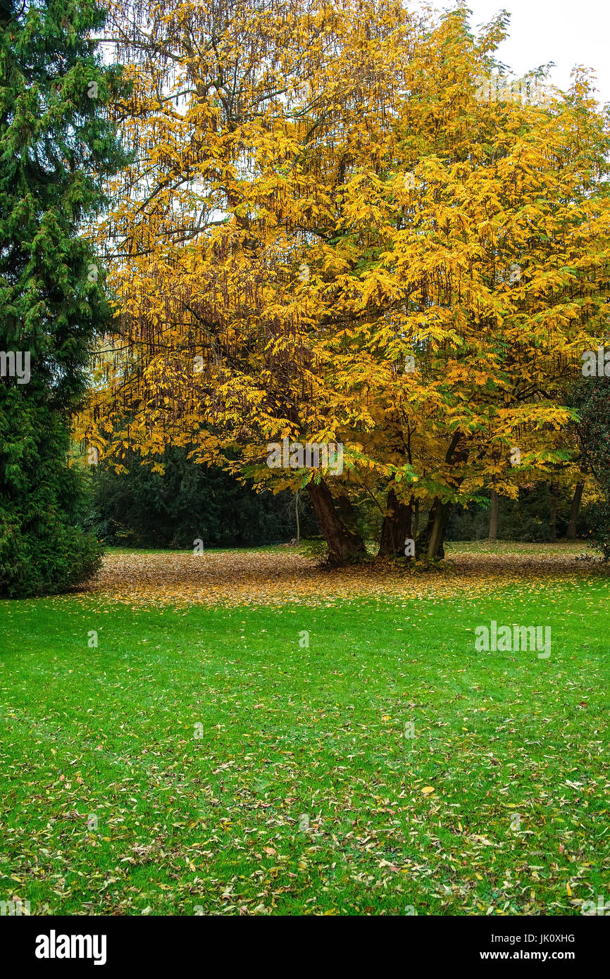 Parkbaum Herbstfärbung blass gelb färben, Parkbaum in Hellgelber herbstfaerbung Stockfoto