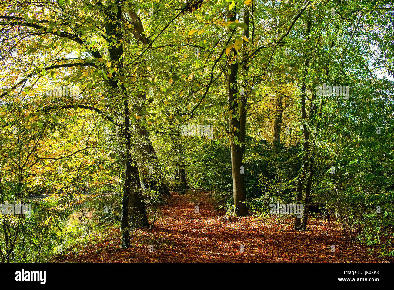 mehr herbstliche entfernt unter Buch mit treu, Laub, Herbstlicher Weg Unter Buchen Mit laubstreu Stockfoto