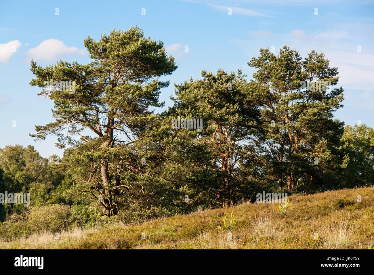 Oberfläche mit einem Wachstum von Kiefern Moor / Foehren (Pinus Sylvestris), Heideflaeche Mit Bewuchs Durch Seeaufstiegen/Foehren (Pinus Sylvestris) Stockfoto