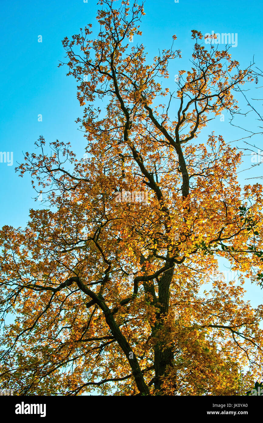Herbstliche Farben sind kalibriert vor blauem Himmel, Herbstlich Gefaerbte Eiche Vor Blauem himmel Stockfoto