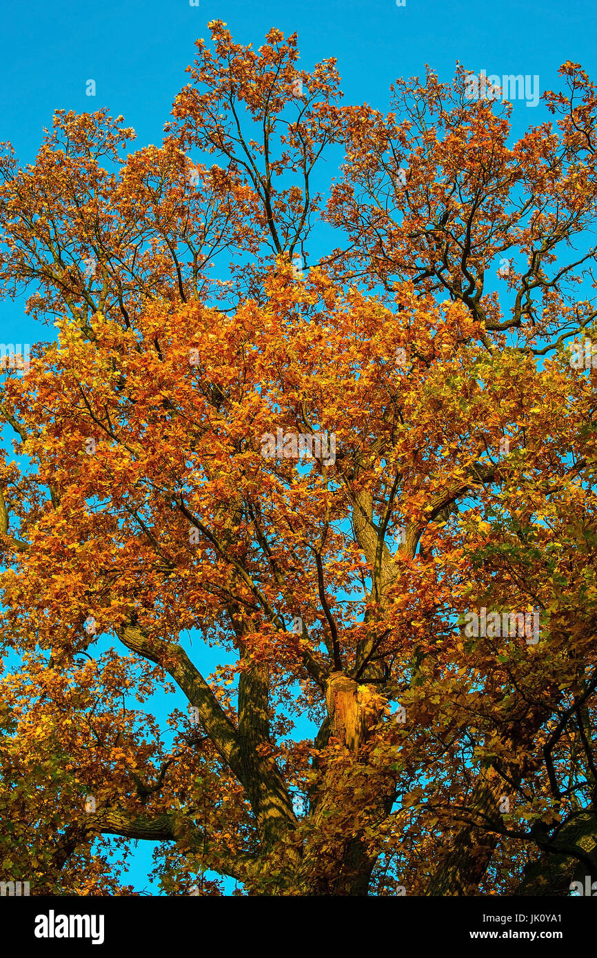 herbstliche goldene grüne diejenigen kalibriert vor dem tiefblauen Himmel, Herbstlich goldenen Belaubte Eiche Vor Tiefblauem himmel Stockfoto