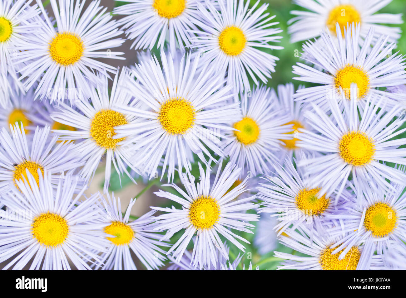 Hintergrundbild von Erigeron Himmelsblumen die Kamille von oben ähneln Stockfoto