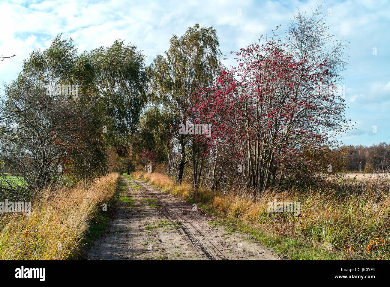 mit Moor übergeben Birken und Ebereschen Früchte tragenden Gewicht Sandweg im Moor zu Beginn Herbst Mit Moorbirken Und Fruchttragender eberesch Stockfoto