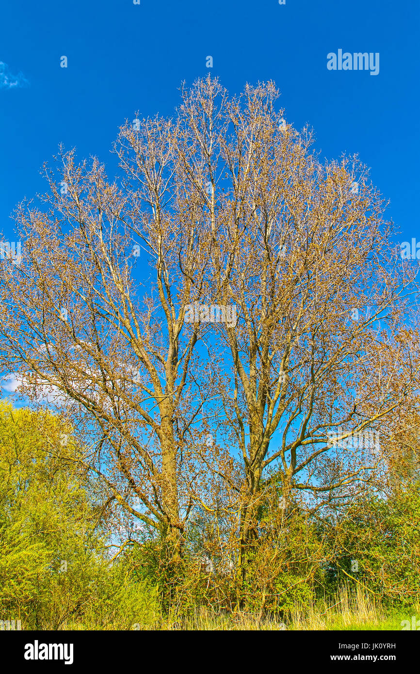 großen grau-Pappel (Populus X canescens) mit rötlichen Frühling der Sau Wunsch., Grosse GRAUPAPPEL (Populus X canescens) Mit Roetlichem Fruehjahrsaustrieb. Stockfoto