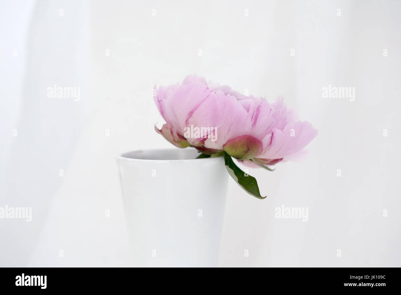 Studie von rosa Pfingstrose Lactiflora Sarah Bernhardt - A Summer Cottage Garten Blütenpflanze hautnah. Stockfoto