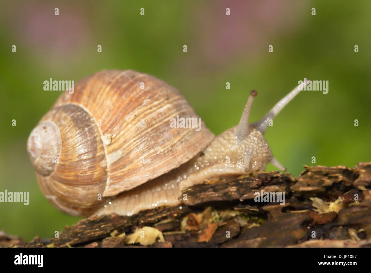 Essbare Schnecken i. Rhein Wiese am Niederrhein, Weinbergschnecke i. Rheinaue bin Niederrhein Stockfoto