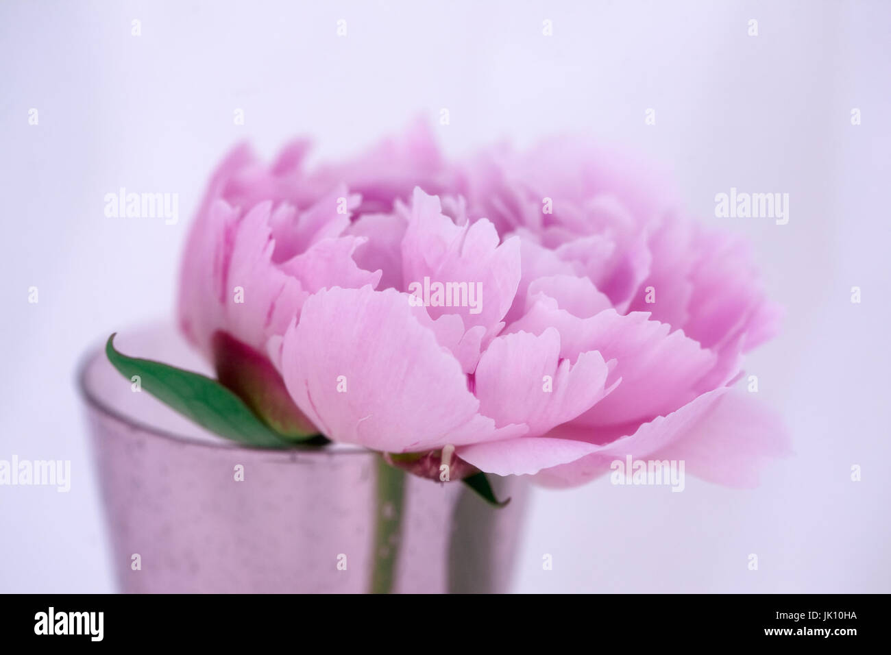 Studie von rosa Pfingstrose Lactiflora Sarah Bernhardt - A Summer Cottage Garten Blütenpflanze hautnah. Stockfoto