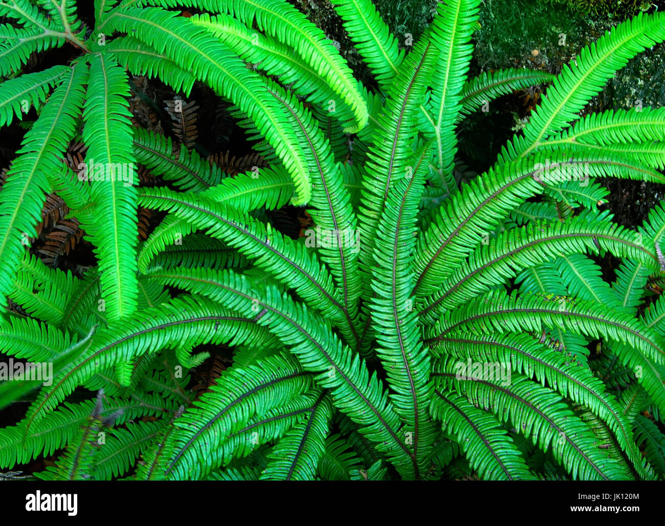 Gigantischer farn -Fotos und -Bildmaterial in hoher Auflsung  Alamy