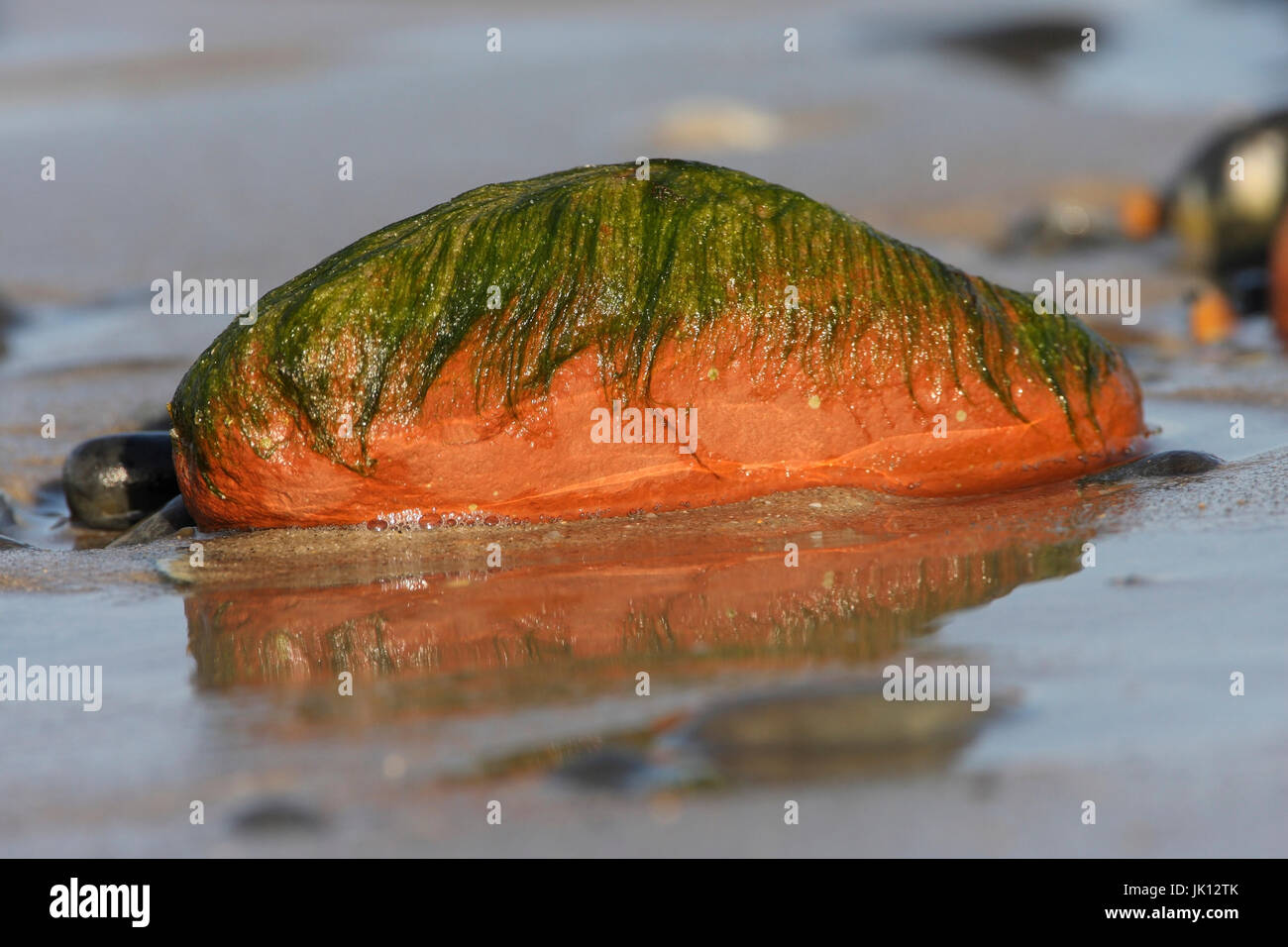 Helgoland Duenen Stockfotos und -bilder Kaufen - Alamy