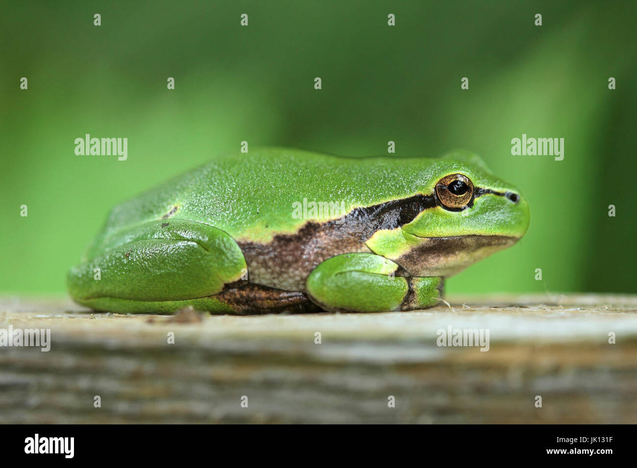 Laub Frosch Hyla Arborea, Laubfrosch (Hyla Arborea) Stockfoto