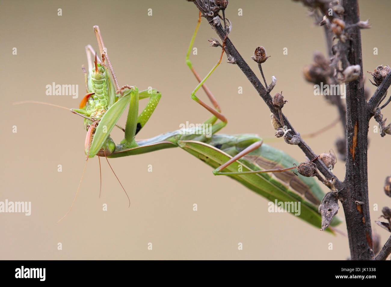 Gottesanbeterin Mantis Religiosa, Gottesanbeterin (Mantis Religiosa) Stockfoto