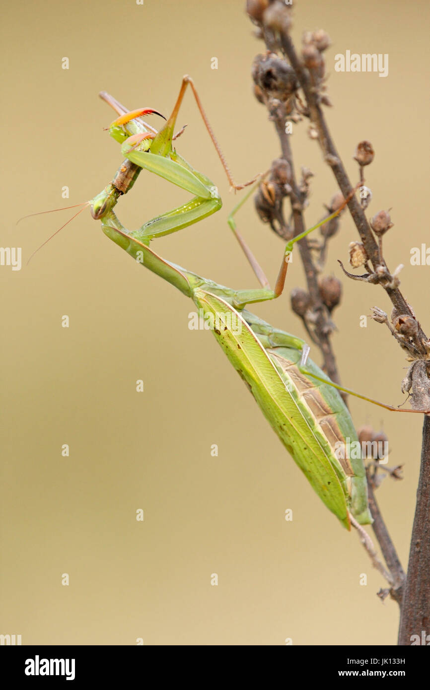 Gottesanbeterin Mantis Religiosa, Gottesanbeterin (Mantis Religiosa) Stockfoto