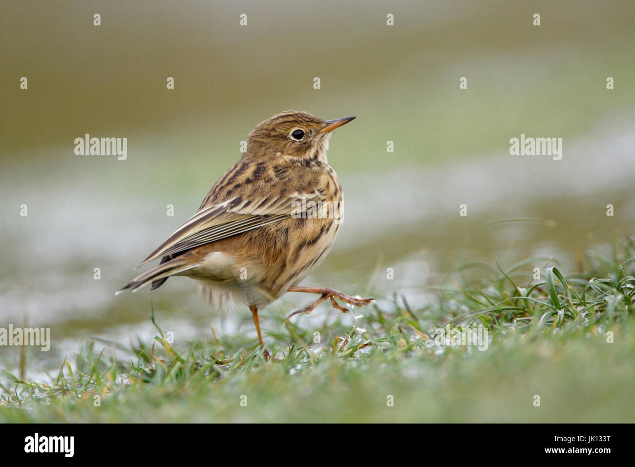 Pieper Anthus Pratensis, Wiesenpieper (Anthus Pratensis Stockfotografie
