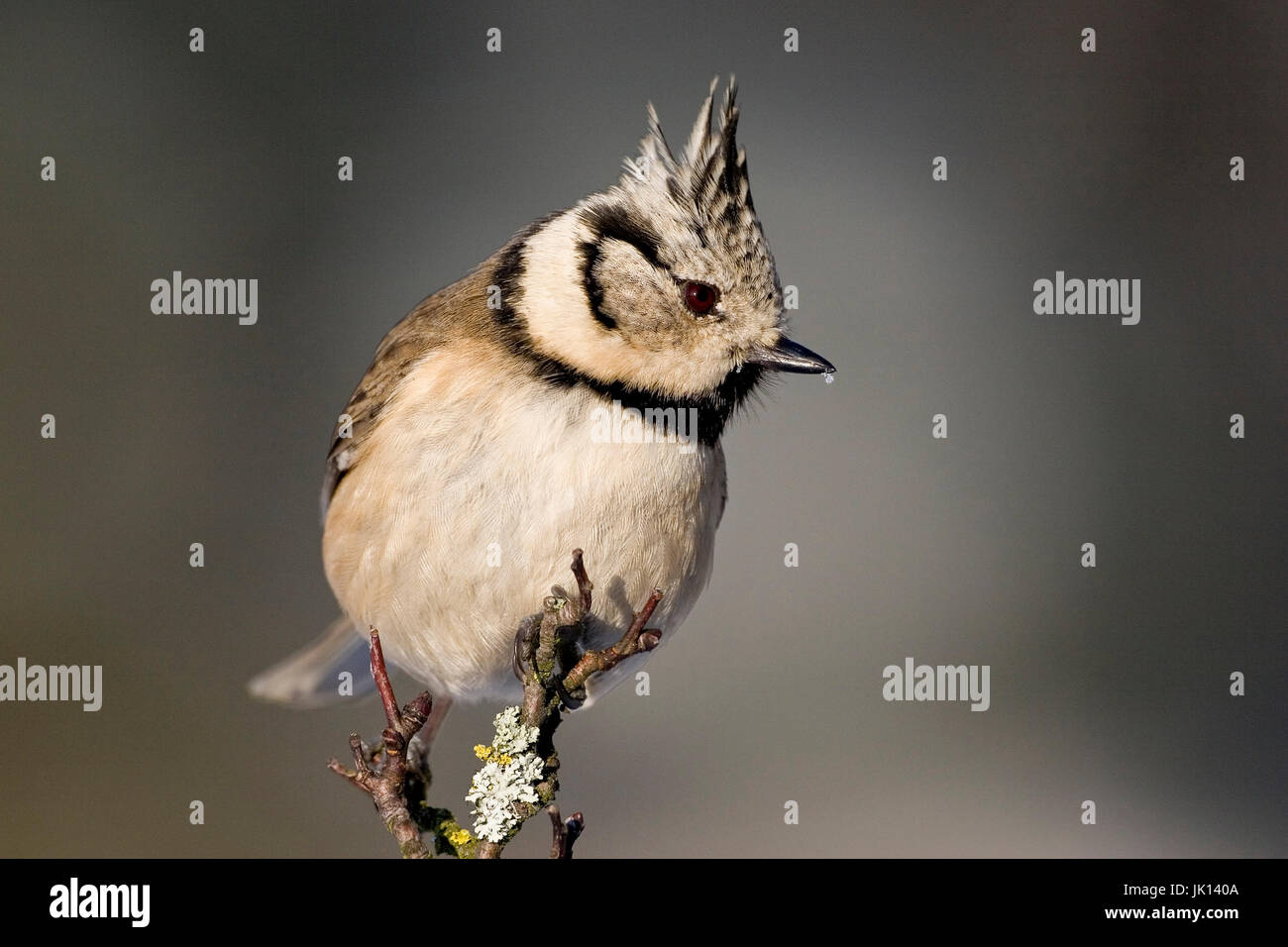 Motorhaube Meise Parus Cristatus, Haubenmeise (Parus Cristatus) Stockfoto