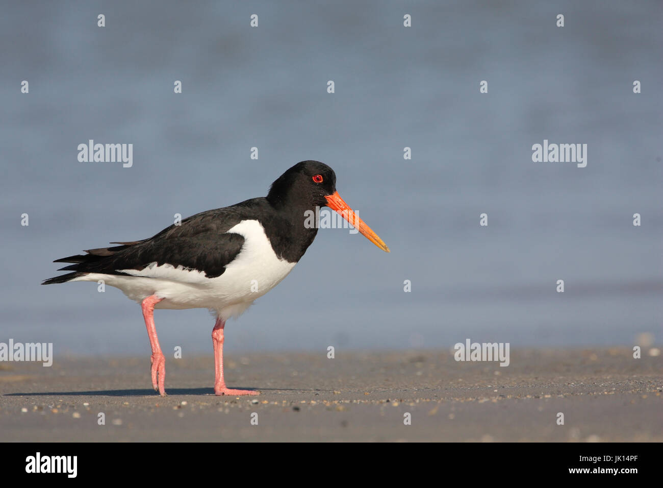 Austernfischer, Haematopus Ostralegus,, Austernfischer Stockfoto