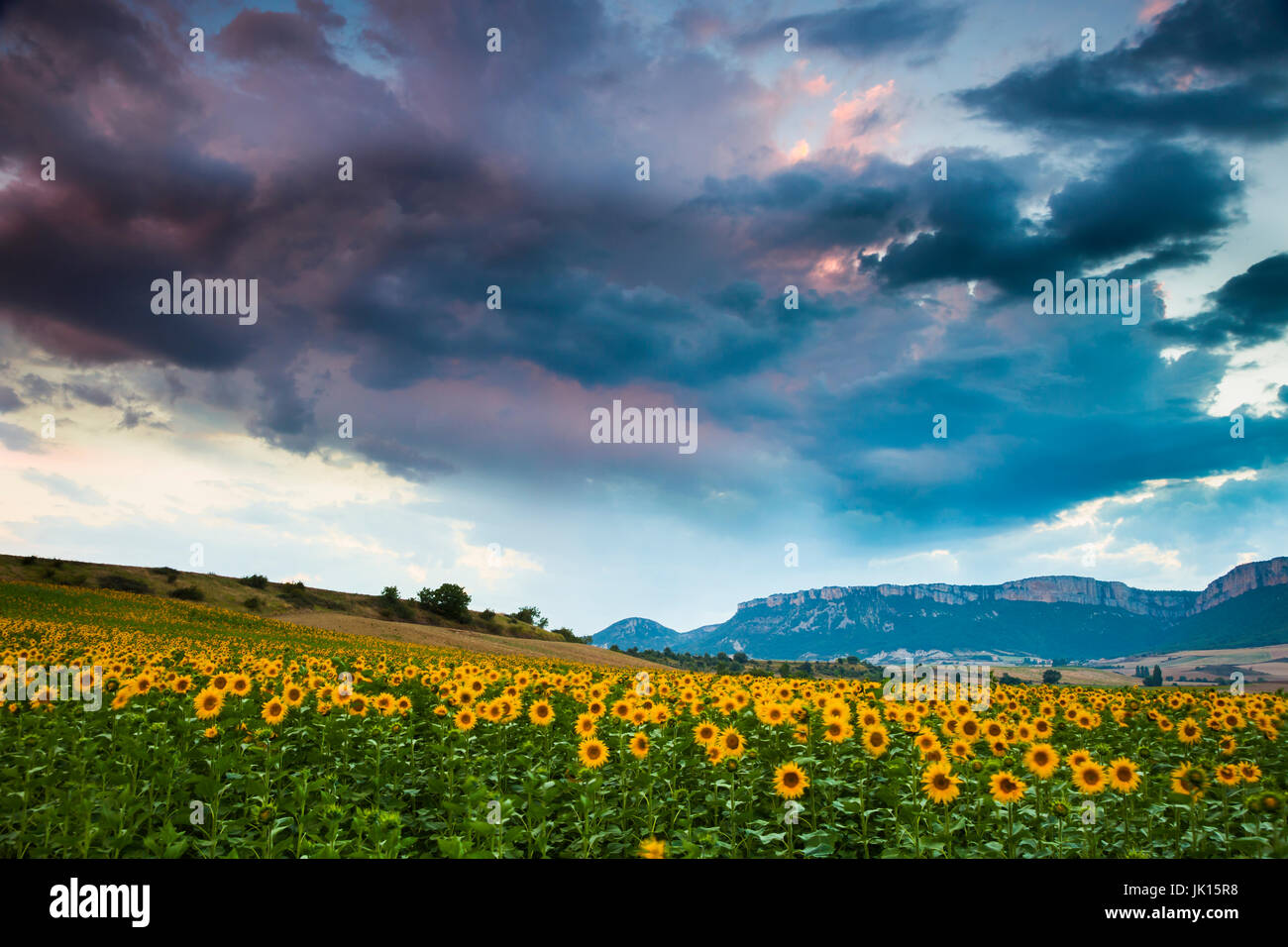 Sonnenblumen-Plantage. Tierra Estella Grafschaft. Navarra, Spanien, Europa. Stockfoto