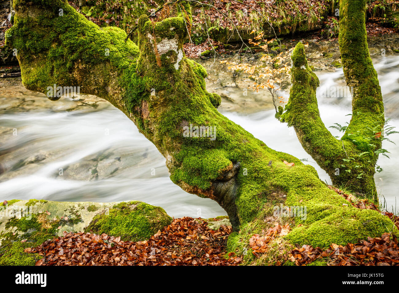 Buchenholz und Fluss. Cabuerniga Tal. Kantabrien, Spanien. Stockfoto