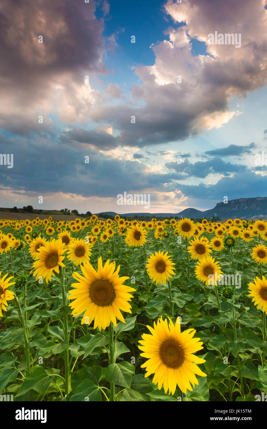 Sonnenblumen-Plantage. Tierra Estella Grafschaft. Navarra, Spanien, Europa. Stockfoto