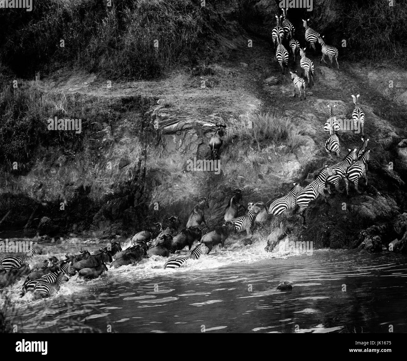 Schöne afrikanische Tierwelt Stockfoto