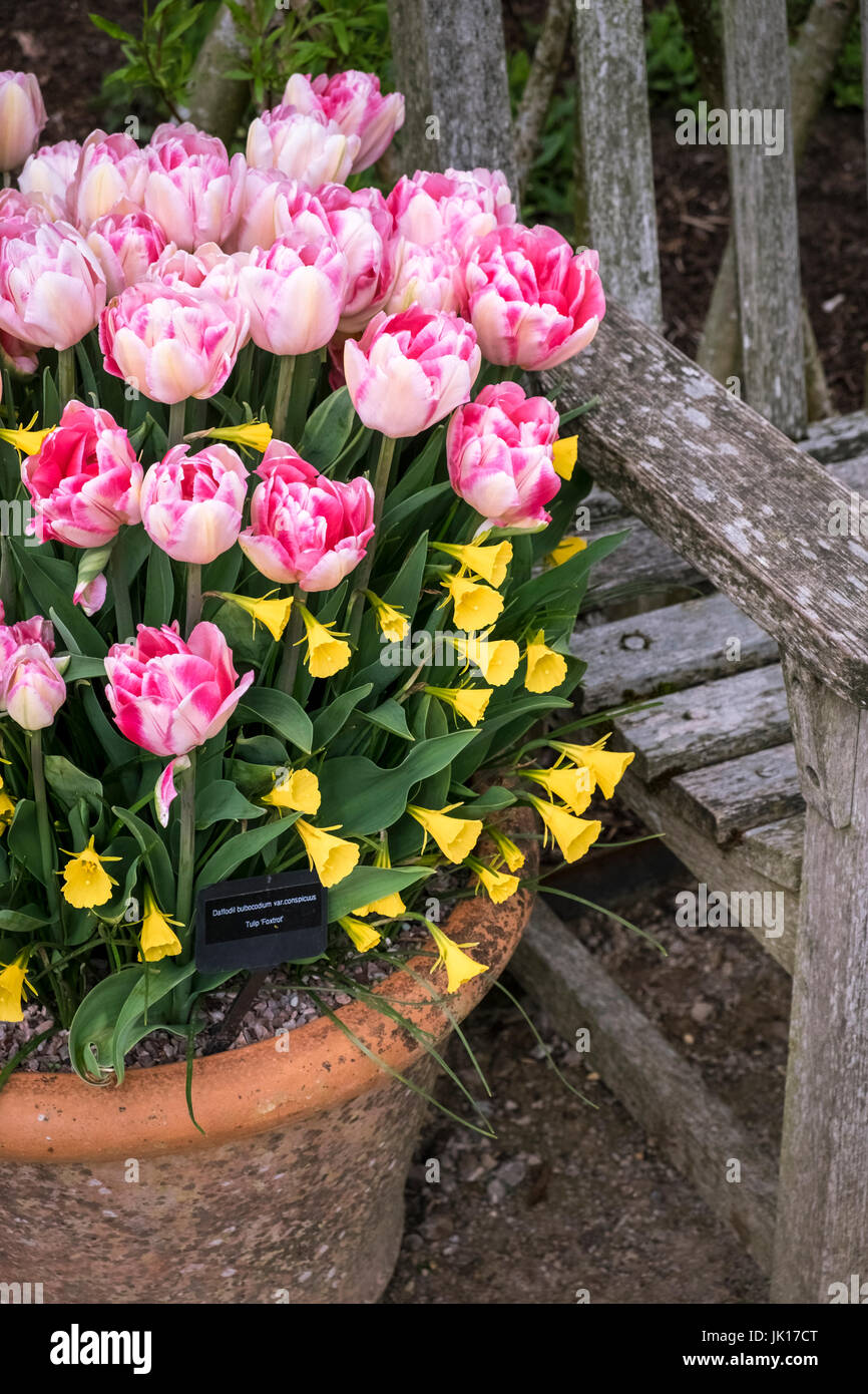 Frühling Garten Container mit Foxtrott Tulpe und Narzisse Bulbocodium var auffällig. Stockfoto