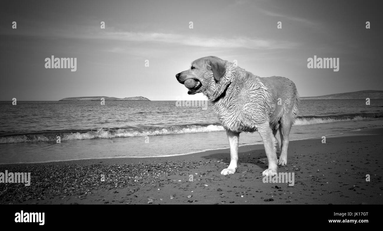 Labrador Hund am Strand spielen. Stockfoto